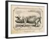 Farm Pig II-Gwendolyn Babbitt-Framed Art Print