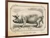 Farm Pig II-Gwendolyn Babbitt-Framed Art Print