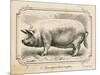 Farm Pig II-Gwendolyn Babbitt-Mounted Art Print