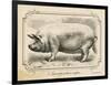 Farm Pig II-Gwendolyn Babbitt-Framed Art Print