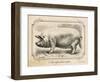 Farm Pig II-Gwendolyn Babbitt-Framed Art Print