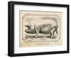 Farm Pig II-Gwendolyn Babbitt-Framed Art Print