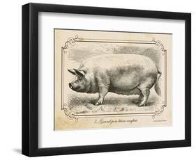 Farm Pig II-Gwendolyn Babbitt-Framed Art Print