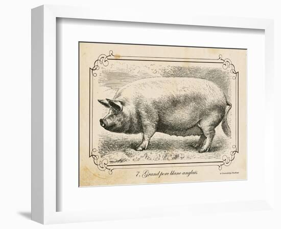 Farm Pig II-Gwendolyn Babbitt-Framed Art Print