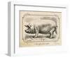 Farm Pig II-Gwendolyn Babbitt-Framed Art Print