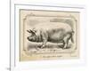 Farm Pig II-Gwendolyn Babbitt-Framed Art Print