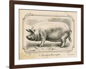 Farm Pig II-Gwendolyn Babbitt-Framed Art Print