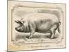 Farm Pig II-Gwendolyn Babbitt-Mounted Art Print