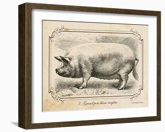 Farm Pig II-Gwendolyn Babbitt-Framed Art Print