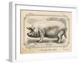 Farm Pig II-Gwendolyn Babbitt-Framed Art Print