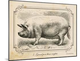 Farm Pig II-Gwendolyn Babbitt-Mounted Art Print