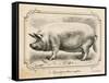 Farm Pig II-Gwendolyn Babbitt-Framed Stretched Canvas