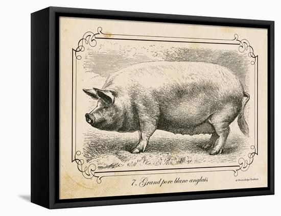 Farm Pig II-Gwendolyn Babbitt-Framed Stretched Canvas