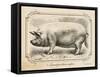 Farm Pig II-Gwendolyn Babbitt-Framed Stretched Canvas