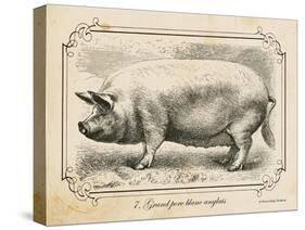 Farm Pig II-Gwendolyn Babbitt-Stretched Canvas