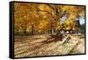Farm Road Autumn Scenic, New Jersey-George Oze-Framed Stretched Canvas