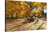 Farm Road Autumn Scenic, New Jersey-George Oze-Stretched Canvas