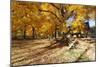 Farm Road Autumn Scenic, New Jersey-George Oze-Mounted Photographic Print