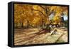 Farm Road Autumn Scenic, New Jersey-George Oze-Framed Stretched Canvas