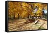 Farm Road Autumn Scenic, New Jersey-George Oze-Framed Stretched Canvas