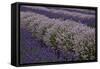 Farm Rows of Lavender in Field at Lavender Festival, Sequim, Washington, USA-Merrill Images-Framed Stretched Canvas