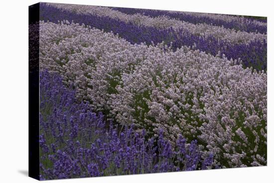 Farm Rows of Lavender in Field at Lavender Festival, Sequim, Washington, USA-Merrill Images-Stretched Canvas