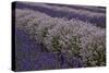 Farm Rows of Lavender in Field at Lavender Festival, Sequim, Washington, USA-Merrill Images-Stretched Canvas