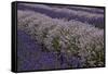 Farm Rows of Lavender in Field at Lavender Festival, Sequim, Washington, USA-Merrill Images-Framed Stretched Canvas