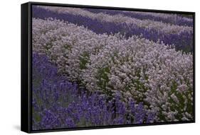 Farm Rows of Lavender in Field at Lavender Festival, Sequim, Washington, USA-Merrill Images-Framed Stretched Canvas