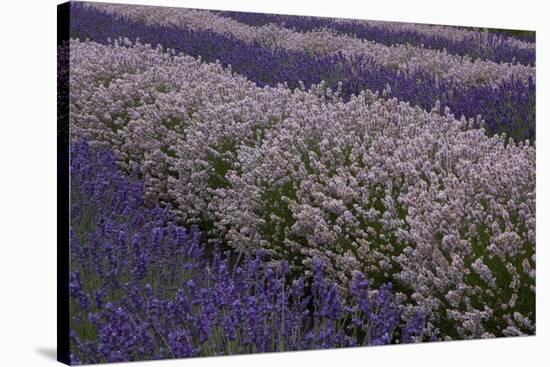 Farm Rows of Lavender in Field at Lavender Festival, Sequim, Washington, USA-Merrill Images-Stretched Canvas