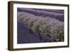 Farm Rows of Lavender in Field at Lavender Festival, Sequim, Washington, USA-Merrill Images-Framed Photographic Print