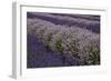 Farm Rows of Lavender in Field at Lavender Festival, Sequim, Washington, USA-Merrill Images-Framed Photographic Print