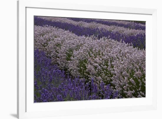 Farm Rows of Lavender in Field at Lavender Festival, Sequim, Washington, USA-Merrill Images-Framed Photographic Print