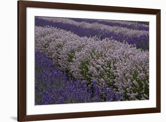 Farm Rows of Lavender in Field at Lavender Festival, Sequim, Washington, USA-Merrill Images-Framed Photographic Print