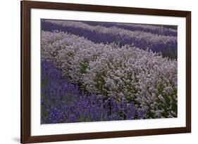 Farm Rows of Lavender in Field at Lavender Festival, Sequim, Washington, USA-Merrill Images-Framed Photographic Print