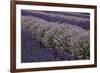 Farm Rows of Lavender in Field at Lavender Festival, Sequim, Washington, USA-Merrill Images-Framed Photographic Print