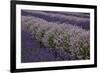 Farm Rows of Lavender in Field at Lavender Festival, Sequim, Washington, USA-Merrill Images-Framed Photographic Print