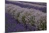 Farm Rows of Lavender in Field at Lavender Festival, Sequim, Washington, USA-Merrill Images-Mounted Photographic Print