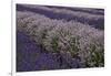 Farm Rows of Lavender in Field at Lavender Festival, Sequim, Washington, USA-Merrill Images-Framed Photographic Print