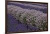 Farm Rows of Lavender in Field at Lavender Festival, Sequim, Washington, USA-Merrill Images-Framed Photographic Print