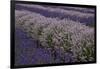 Farm Rows of Lavender in Field at Lavender Festival, Sequim, Washington, USA-Merrill Images-Framed Photographic Print