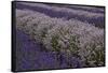 Farm Rows of Lavender in Field at Lavender Festival, Sequim, Washington, USA-Merrill Images-Framed Stretched Canvas