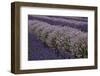 Farm Rows of Lavender in Field at Lavender Festival, Sequim, Washington, USA-Merrill Images-Framed Photographic Print