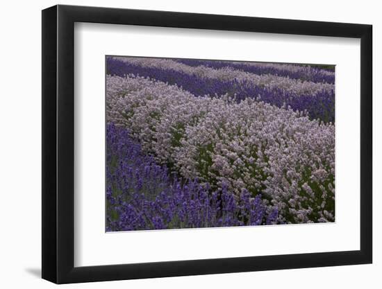 Farm Rows of Lavender in Field at Lavender Festival, Sequim, Washington, USA-Merrill Images-Framed Photographic Print