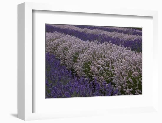 Farm Rows of Lavender in Field at Lavender Festival, Sequim, Washington, USA-Merrill Images-Framed Photographic Print