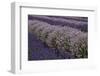 Farm Rows of Lavender in Field at Lavender Festival, Sequim, Washington, USA-Merrill Images-Framed Photographic Print