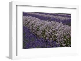 Farm Rows of Lavender in Field at Lavender Festival, Sequim, Washington, USA-Merrill Images-Framed Photographic Print