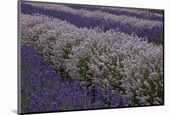 Farm Rows of Lavender in Field at Lavender Festival, Sequim, Washington, USA-Merrill Images-Mounted Photographic Print
