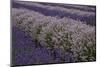 Farm Rows of Lavender in Field at Lavender Festival, Sequim, Washington, USA-Merrill Images-Mounted Photographic Print