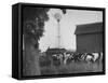 Farm Scenes of Farm Life in the Midwest-null-Framed Stretched Canvas